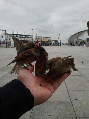 Spatzen am Hauptbahnhof Berlin